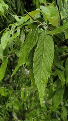 author not stated, no rights reserved Quercus leucotrichophora, photograph author not stated, no rights reserved