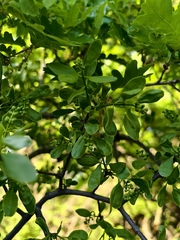 Loranthus europaeus, photograph author not stated, no rights reserved