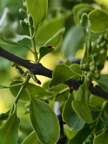 Loranthus europaeus, photograph 3