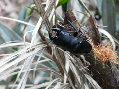 Odontolabis leuthneri