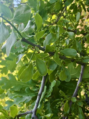 Loranthus europaeus, photograph 4