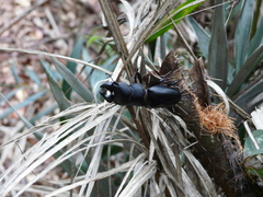 Odontolabis leuthneri