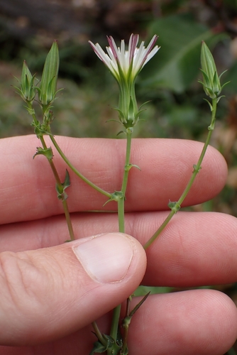 Rafinesquia californica, photograph 3