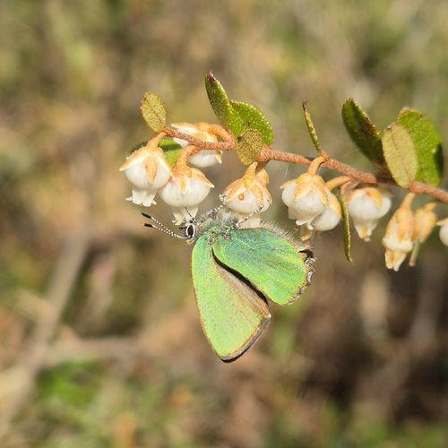 Green Hairstreak