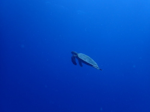 Hawksbill Sea Turtle — seen at this dive site
