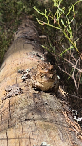 European Toad