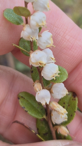 leatherleaf