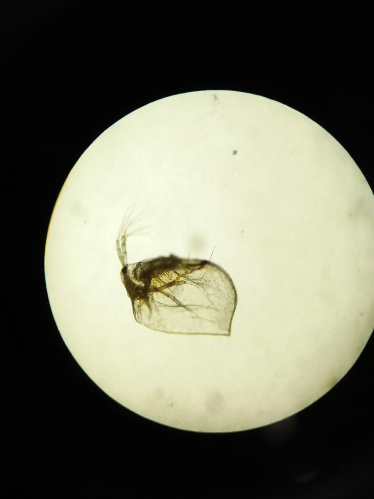 large water flea (Daphnia magna)