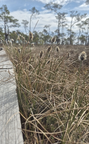 tussock cottongrass