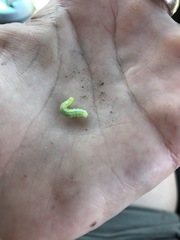 Lepidoptera