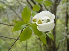 Cornus florida urbiniana