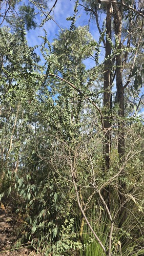 Acacia undulifolia observed 2026-05-03