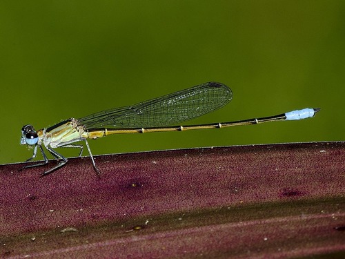 Leptagrion capixabae