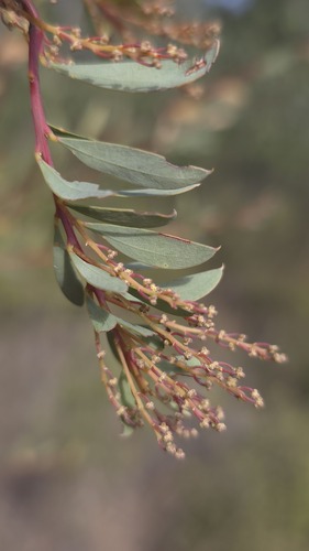 Acacia lunata, 2026-05-03
