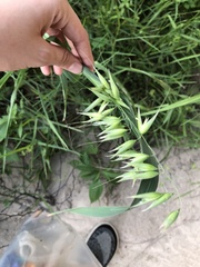 Avena sativa