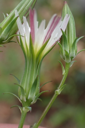 Rafinesquia californica, photograph 2