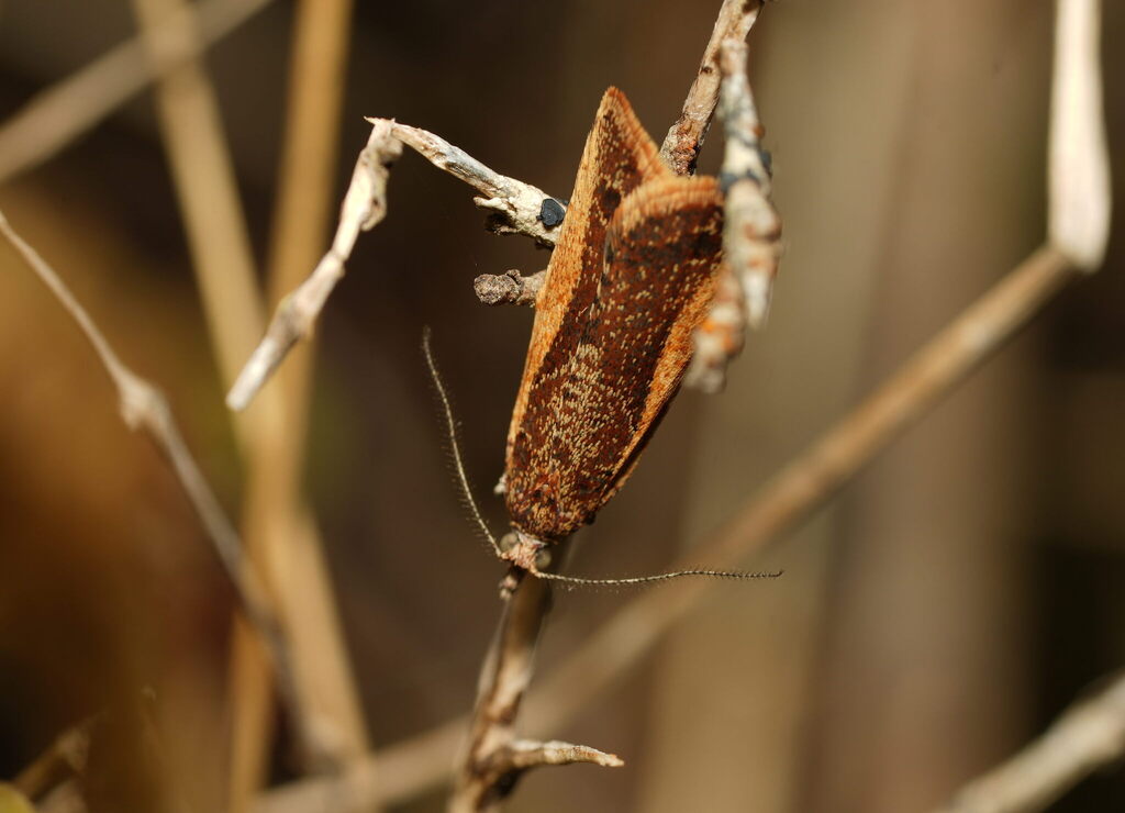 Cnephasia paterna