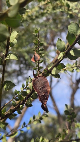 Acacia undulifolia observed 2026-05-03