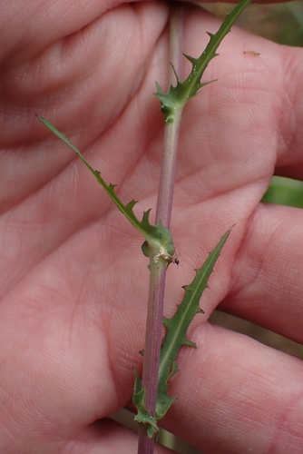 Rafinesquia californica, photograph 5