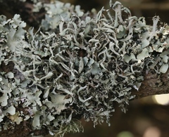 Heterodermia leucomelos