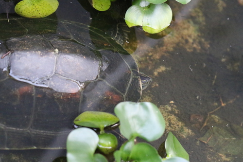 Chinese Stripe-necked Turtle