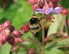Bombus soroeensis