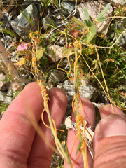Cuscuta denticulata