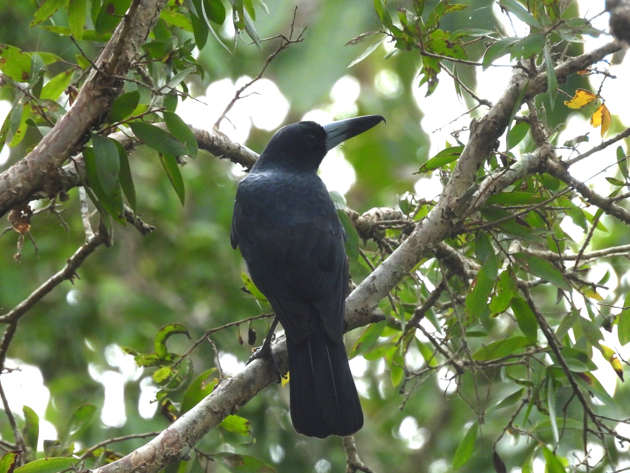 Black Butcherbird (Melloria quoyi), photo 6