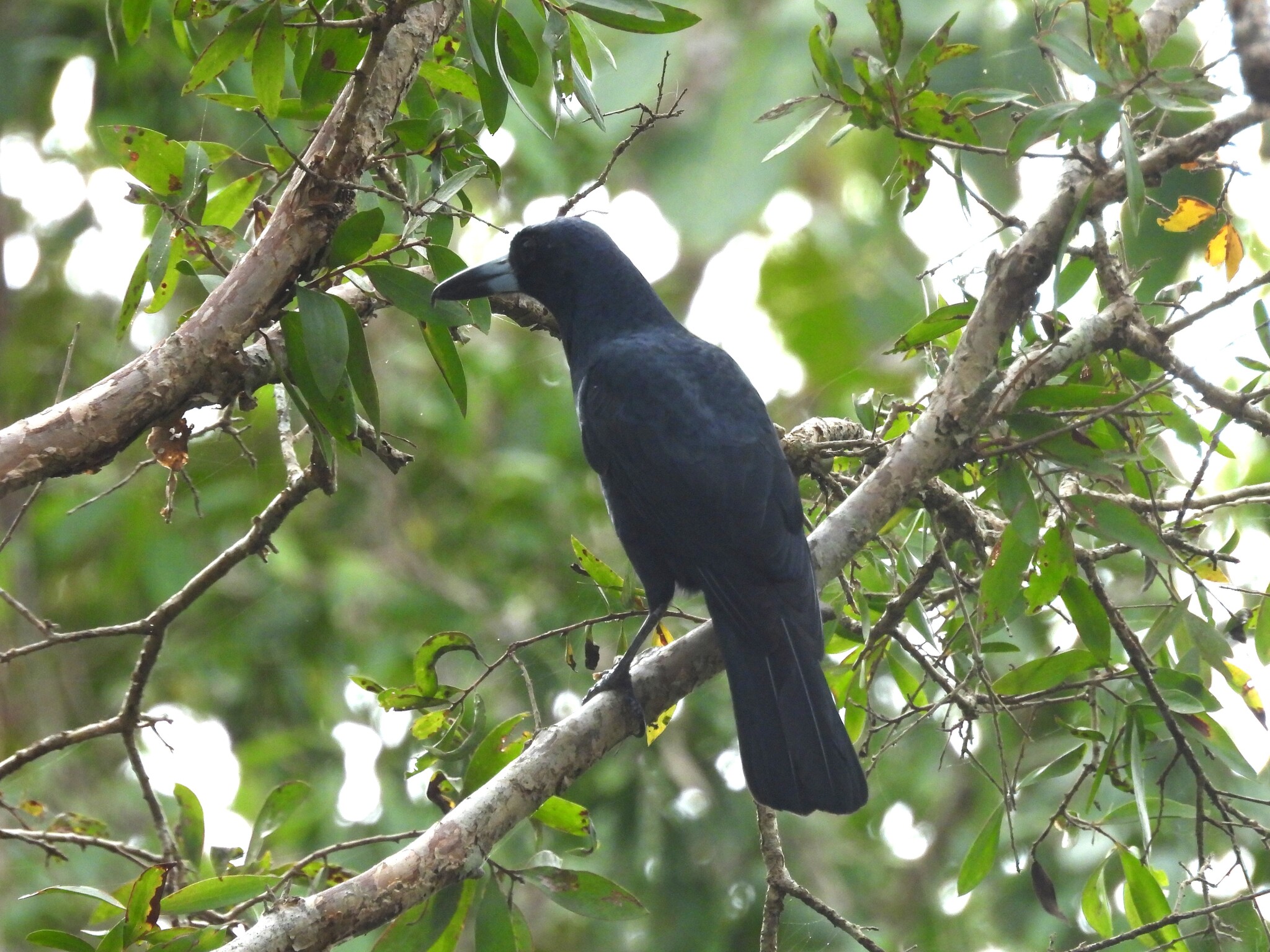 Black Butcherbird (Melloria quoyi), photo 7
