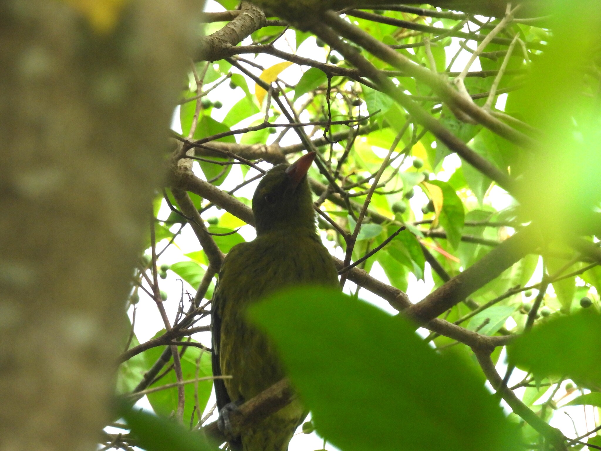 Green Oriole (Oriolus flavocinctus), photo 3