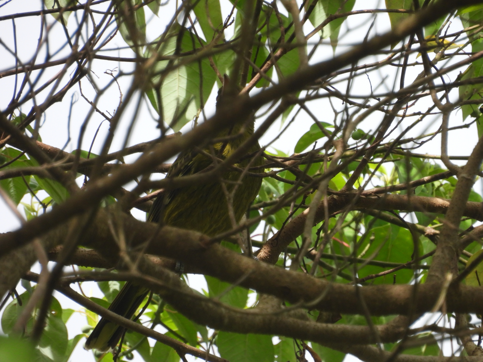 Green Oriole (Oriolus flavocinctus), photo 4