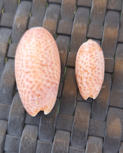 Oliva bulbosa observed 2026-05-04