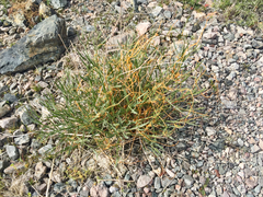 Cuscuta denticulata