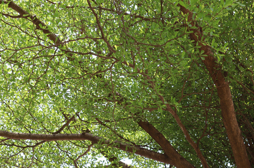 Ivory Coast almond