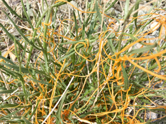 Cuscuta denticulata