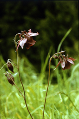 Aquilegia atrovinosa, photograph (c) Oleg Kosterin, some rights reserved (CC BY)