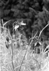 Aquilegia atrovinosa