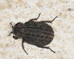 Omorgus australasiae
