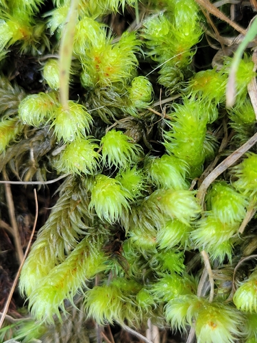 Breutelia elongata observed 2026-05-04
