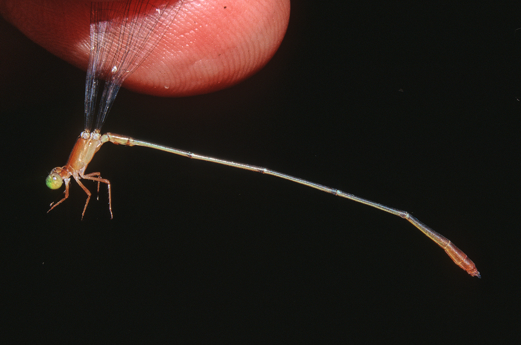 Metaleptobasis brysonima