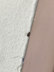 Anthrenus fuscus