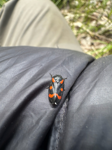 Cercopis