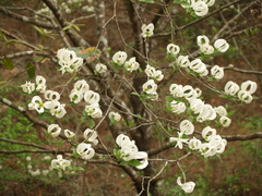 Cornus florida urbiniana