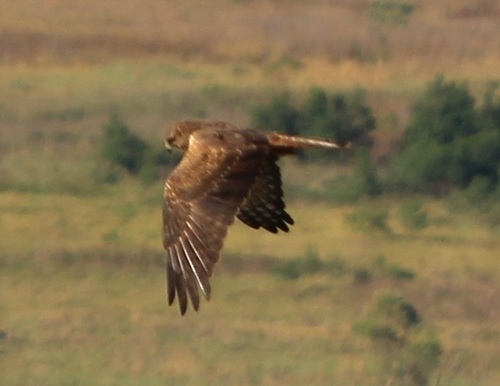 iNaturalist: (c) altagray, some rights reserved (CC BY-NC) iNaturalist image