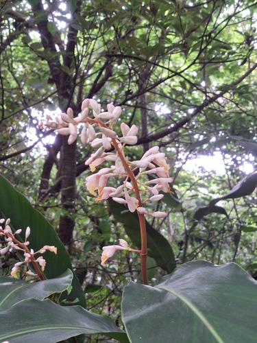 Alpinia × formosana iNat (3)