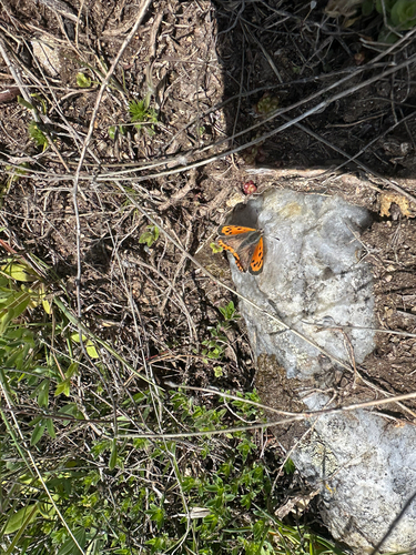 Small Copper