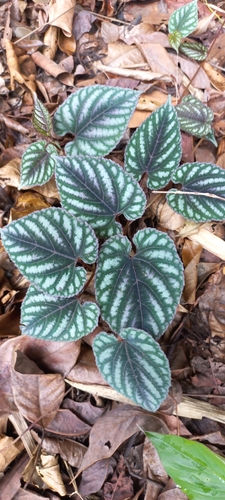 Cissus discolor