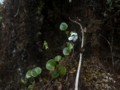 Viola kauaensis observed 2026-05-02