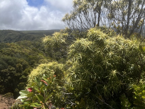 Myrsine linearifolia observed 2026-05-02