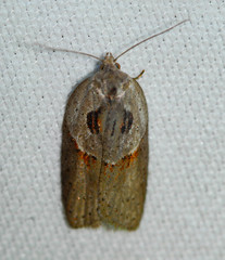 Acleris maculidorsana